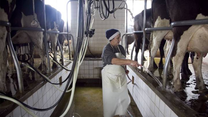 ¿Tambos en crisis?: crece la producción de leche, pero está en menos manos