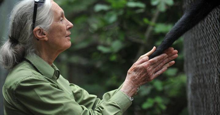 Jane Goodall honoured at U of T memorial service