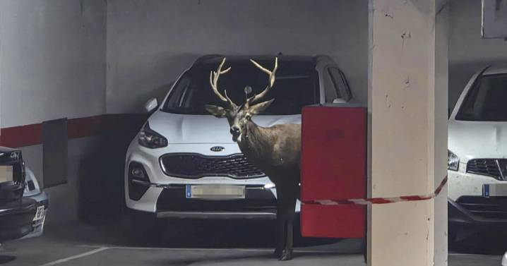 Un ciervo de gran tamaño se cuela en un parking del centro de Zamora
