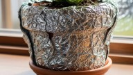Planta de aloe vera: por qué recomiendan envolverla en papel aluminio y cuáles son los beneficios