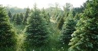 Brits facing disastrous Christmas tree shortage and price hike because of the weather