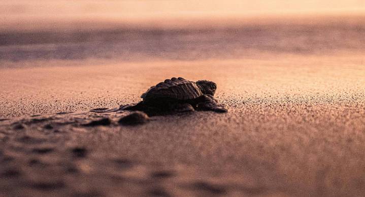 México celebra una de sus mejores temporadas para salvar tortugas marinas en 2025