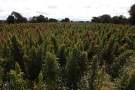 Tlaxcala va por el #1 en amaranto en 2026 y promete un crecimiento histórico