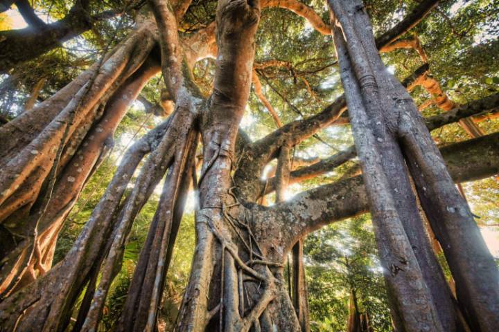 The forest’s future tense: What might lie ahead for the tropics (commentary)