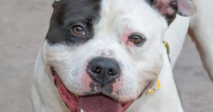 Meet our pets of the week: A mastiff, a pit bull mix and a horse