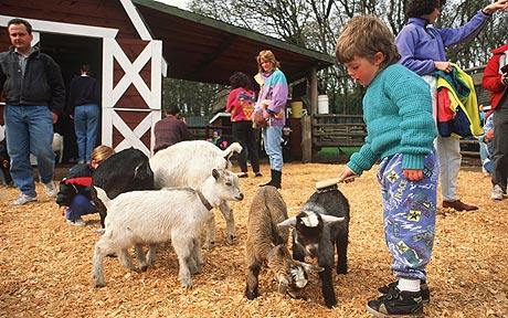 Nationally Known E. Coli Petting Zoo Attorney Ron Simon Interviewed: In Light of Yet Another Petting Zoo E. Coli Outbreak, What Advice Do You Have for State Fairs and Zoos When it Comes to Preventing