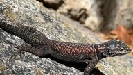 Advocates seek endangered status for Yarrow's spiny lizard in Arizona