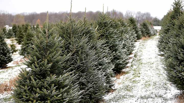 Where to get live Christmas trees, even cut your own, in Savannah