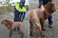 Lone 'lion' seen roaming in Ireland, sparking police probe, was actually  dog sporting 'fresh haircut': police
