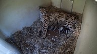 Cheetah cubs born at National Zoo’s Front Royal Campus during shutdown