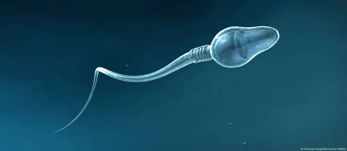 La inteligencia artificial logra el primer embarazo en un caso de infertilidad masculina severa