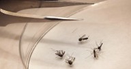 West Nile Virus activity confirmed in Bell County