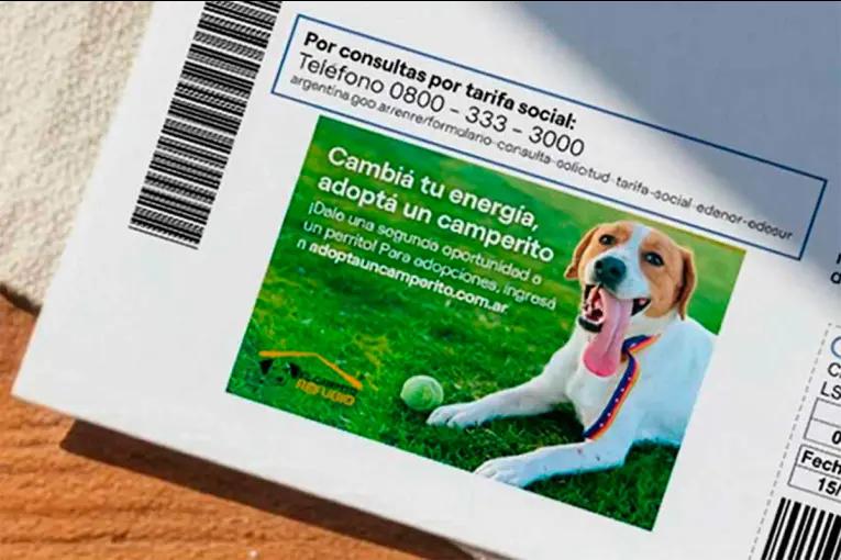 Encontraron a su perrito perdido gracias a la factura de luz: video del reencuentro