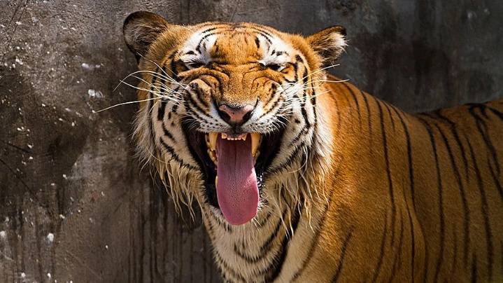 Indore News: Tiger Panic Near Umrikheda Turns Out False As State Gears Up For Tiger Census