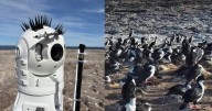 Pingüinos y otras aves marinas de Chubut protagonizarán un streaming liderado por el Conicet