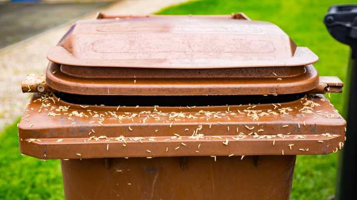 The All-Natural Method For Getting Rid Of Maggots In Your Trash Can