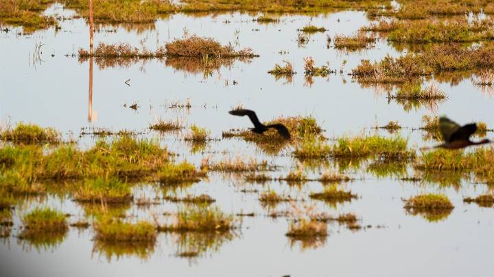 El Acuífero de Doñana sigue mostrando una tendencia desfavorable pese a las lluvias