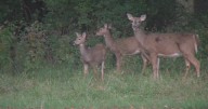 IDNR: Over 51,000 deer harvested during initial weekend of firearm deer season