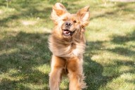 Guau Fest 2025: el mayor festival perruno del país aterriza con más de 20 actividades, zonas de juego y desafíos sensoriales