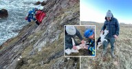 Dog plunges 100ft down Scots cliff as Coastguard called in to rescue him
