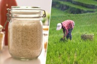 El arroz español está descubriendo que hay algo peor que las sequías y plagas: el arroz de Myanmar y Camboya