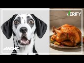 VERIFY | Don't feed these Thanksgiving scraps to your pets