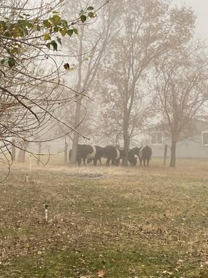 Loose cattle in Finley safely rounded up by Benton County deputies