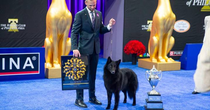Soleil shines on as Belgian Sheepdog takes Best in Show at 2025 National Dog Show