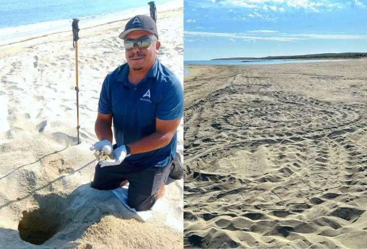 Resguardan 56 huevos del segundo nido de tortuga Laúd en Los Cabos