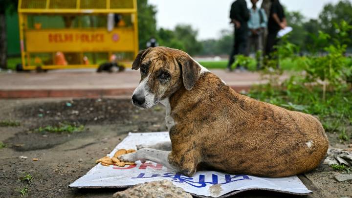 Supreme Court's big order: Remove stray dogs from hospitals, schools, bus stands