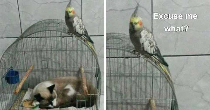 37 Cats That Fell Asleep In The Weirdest Places