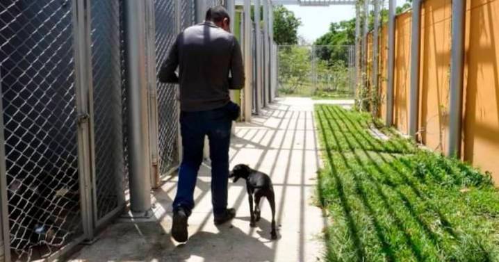 Escándalo por orden de ‘dar de baja’ a animales enfermos en la UBA de Bucaramanga