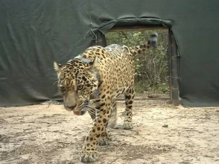 Ofrecen recompensa millonaria por datos que conduzcan a los autores de la desaparición de Acaí