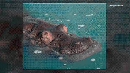 BioPark announces passing of Moe the Nile hippo