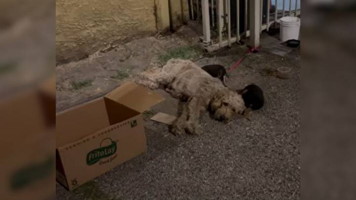 California Rescuers Discover Chained Dog In The Dark And Then Notice What’s Inside The Box
