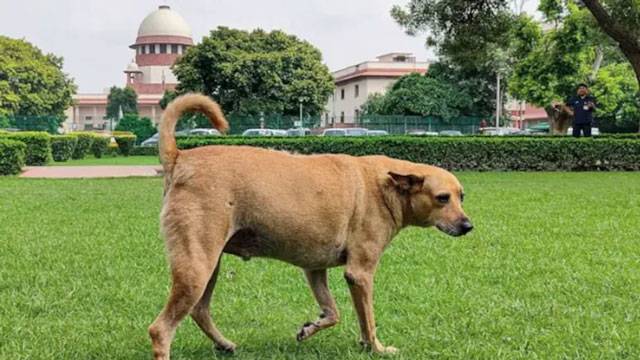 Supreme Court orders removal of stray dogs from public spaces