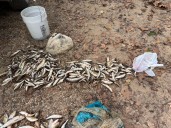 Three cited in Missouri fish poaching case