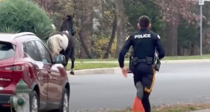 Loose horse gives N.J. police a run for their money. See video.