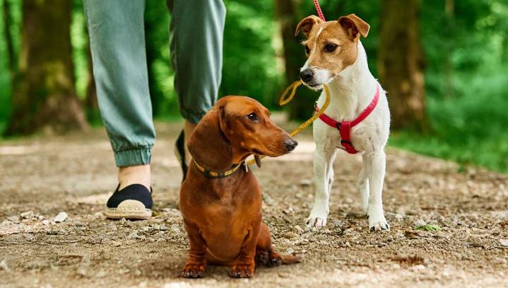 Liberal’s Emotional Support Dog Gets Emotional Support Dog