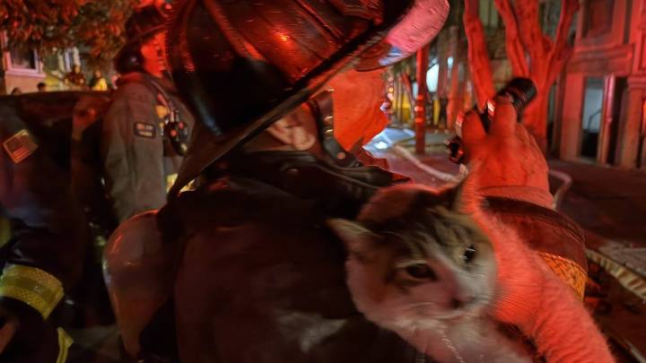 Rescatan gato y desalojan residentes tras incendio en San Francisco