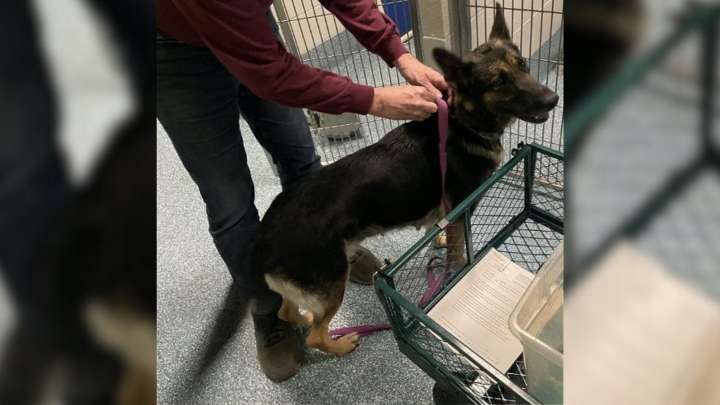 Maryland Mother Dog Left Behind Finds Herself Alone As Her Puppies Are Adopted One By One