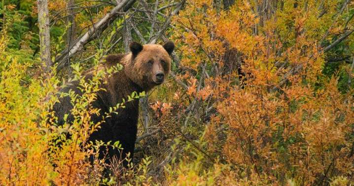 School praises 'courage' of hero teachers after horror bear attack on pupils
