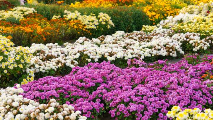 10 Garden Bed Combinations That Are Perfect For Fall