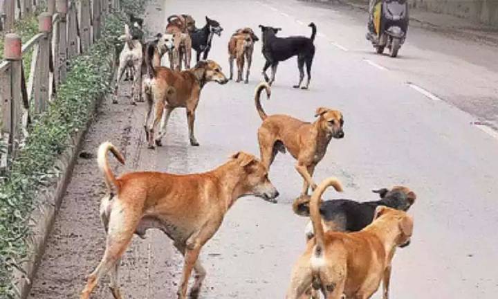 GHMC hunts down stray dogs across hospitals