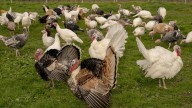 Looking for an alternative Thanksgiving? Try ‘adopting' a turkey