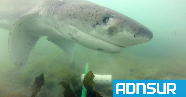 Hallazgo histórico: un tiburón gatopardo pasó por las costas de Chubut y fue recapturado en Uruguay tras 8 meses
