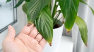 Why Your Peace Lily Plant's Tips Are Turning Brown (And How To Rescue It)