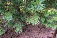 White pine needle loss no cause for worry