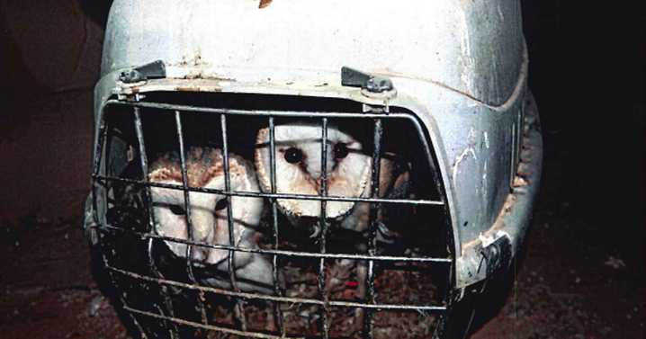 Barbaric birdman kept owls and birds of prey in tiny cages inside filthy home