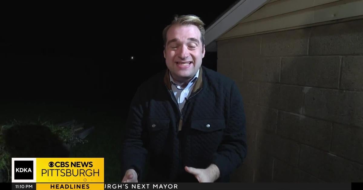 Cat shot and killed by pellet gun, owner says